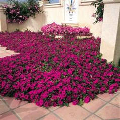 Насіння Петунія ампельна Тайдал Вейв F1 Пурпурна 50 драже Pan American