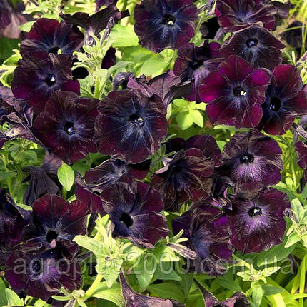 Насіння Петунія мультифлора Дебонейр F1 Блек Чері (Black Cherry) 100 насіння Pan American, фото 1