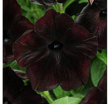 Насіння Петунія мультифлора Дебонейр F1 Блек Чері (Black Cherry) 100 насіння Pan American, фото 3