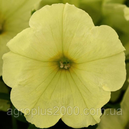 Насіння Петунія мультифлора Дебонейр F1 Лайм Грін ( Lime green) 100 насіння Pan American