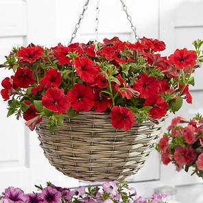 Насіння Петунія каскадна Рамблін F1 Червоне 100 драже Syngenta, фото 2