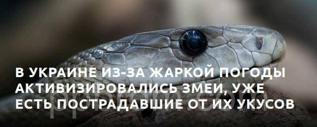 Чек-листи – як убезпечити себе від атак змій і вести себе у випадку укусу