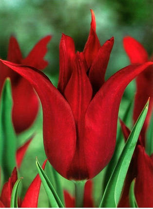 Цибулини тюльпанів Pretty Woman, фото 1