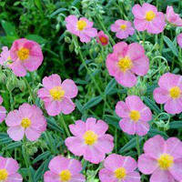 Сонцецвіт рожевий(Helianthemum) (насіння 50 шт)