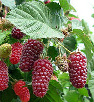 Ожина Тайберрі