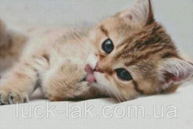 Алмазна вишивка котик милашка 40х30 см, часткова викладка, круглі стрази