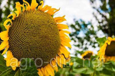 Насіння гібриду соняшнику Шенон.(ВНІС).