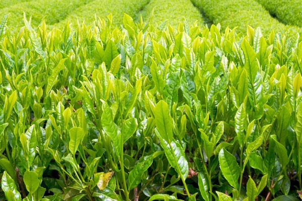 Маття, матча