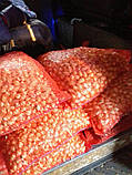 Озима цибуля сіянка Сноуболл (Snowball) 8/21 0.5 кг/ TOP Onion Sets, фото 4
