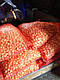 Озимый лук севок Сноуболл (Snowball) 8/21 0.5 кг/ TOP Onion Sets - фото 4 - id-p2770790464