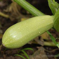 Семена кабачка Асма F1 (2500 сем.) Clause