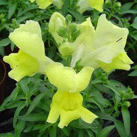 Насіння Антірінума Снеппі F1, 1000 шт., жовтий карликовий