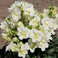 Насіння Антірінума Твінні F1, 1000 шт., білий махровий, карликовий