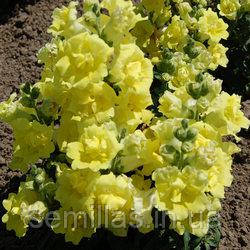 Насіння Антірінума Твінні F1, 1000 шт., жовтий махровий, карликовий