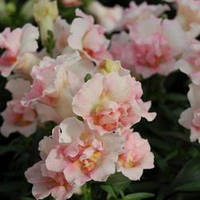 Насіння Антірінума Твінні F1, 1000 шт., яблуневий цвіт махровий, карликовий