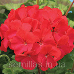 Насіння пеларгонії Мірка F1, 20 шт. (драже), кармінова, зональна зеленолиста