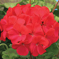 Насіння пеларгонії Мірка F1, 20 шт. (драже), кармінова, зональна зеленолиста