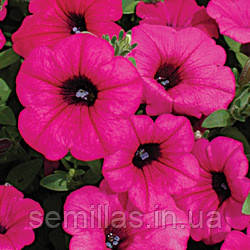 Насіння Петунії Парпл Вельвет F1, 1000 шт. (драже), сурфінія