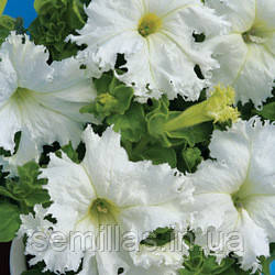 Насіння Петунії Крайковый Завой F1, 1000 шт. (драже), біла бахромчата, грандифлора