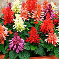 Насіння сальвії