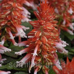 Насіння Сальвії Аморе, 1000 шт., скарлет біколор, блискуча