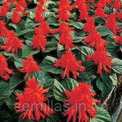 Насіння Сальвії Ред Алерт, 1000 шт., блискуча