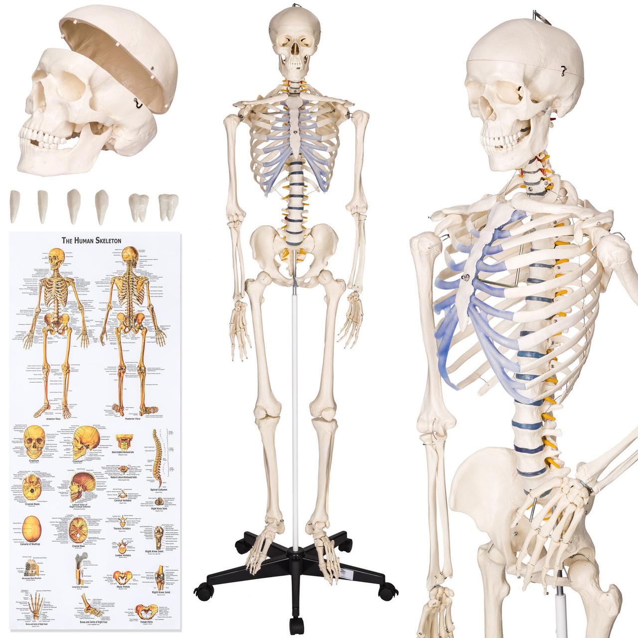 Об'ємний анатомічний скелет людини 181 см
