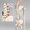 Об'ємний анатомічний скелет людини 181 см, фото 5