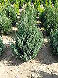 Ялівець китайський Стрікта (Juniperus chinensis Stricta) 130-140 cm., фото 4