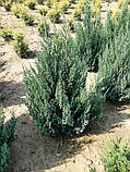 Ялівець китайський Стрікта (Juniperus chinensis Stricta) 130-140 cm., фото 2