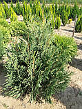 Thuja plicata BIBI (Туя складчаста БІБІ) 70-90 см., фото 2