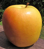 Яблуня Тентейшн. (М 26). Зимовий сорт. Однорічний