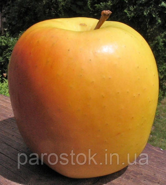 Яблуня Тентейшн. (М 26). Зимовий сорт. Однорічний, фото 1