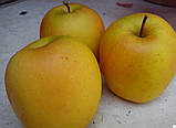 Яблуня Тентейшн. (М 26). Зимовий сорт. Однорічний, фото 3