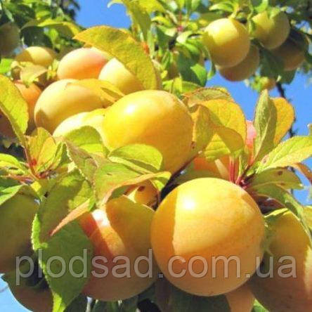 Слива Медова жовта