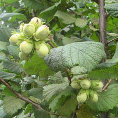 Фундук сорт Каталонський, 2 років (полуупакованные)