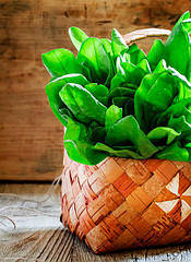 Насіння Щевель Щевель Толстолистий багаторічний 100 г