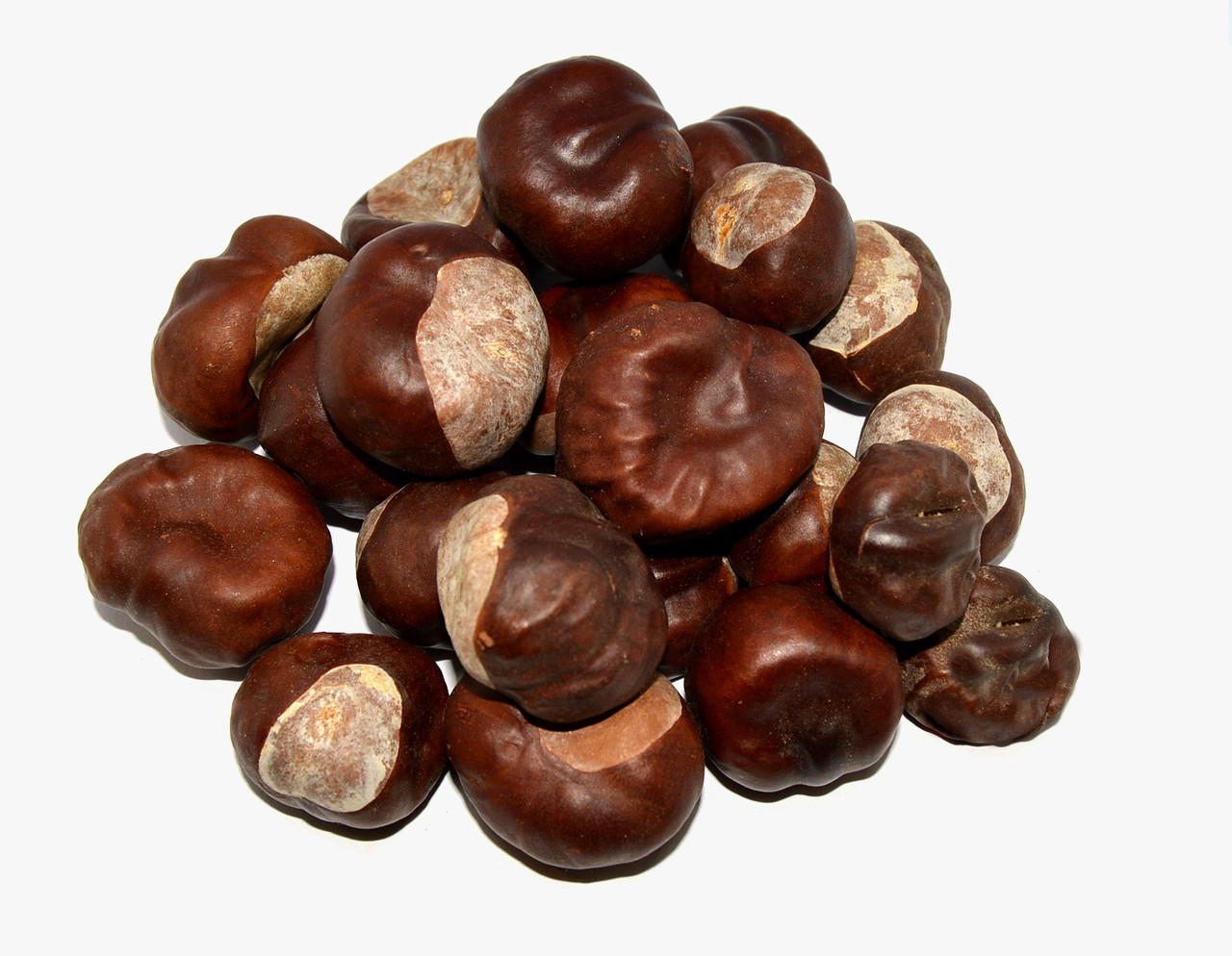 Каштан кінський плоди, фото 1