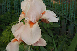 Ірис бородатий "Рожевий фламінго" (саджанці)