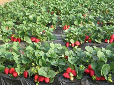 Розсада фріго полуниці "Мармеладу",(касетна) tray plant 100% прижываемость,урожай у цьому році!, фото 3