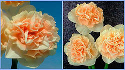 Нарцис Махровий Flower Surprise (Флауер Сюрпрайз) цибулина