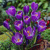 Крокус великоквіткова Remembrance (Ремембранс) цибулина