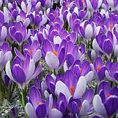 Крокус Великоквітковий Vanguard (Вангвард) цибулина