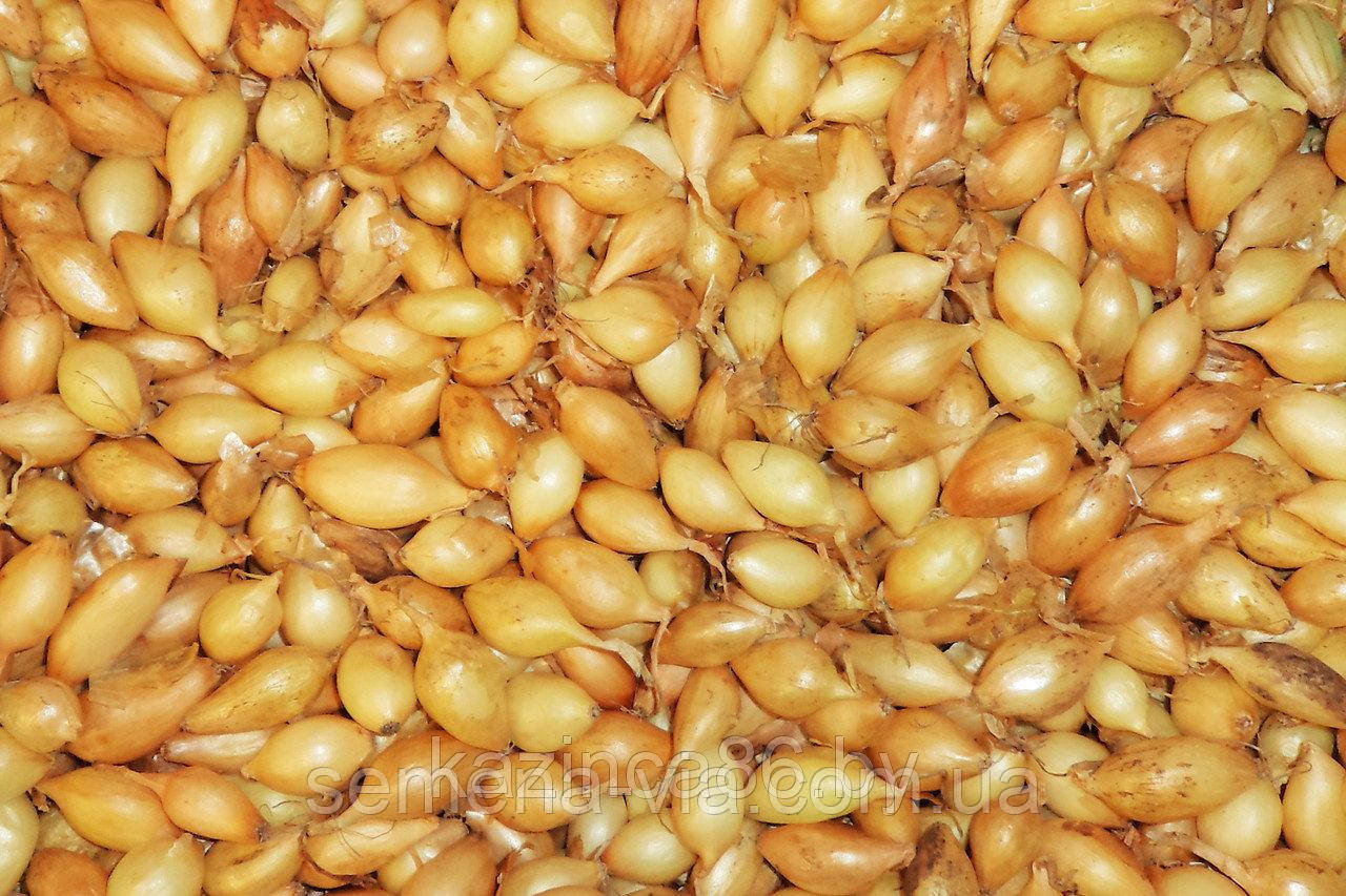 Цибуля Balero (10 кг.) (Голландія), фото 1