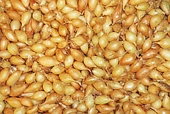 Цибуля Balero (10 кг.) (Голландія)