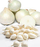 Озима цибуля сіянка Сноуболл (Snowball) 8/21 0.5 кг/ TOP Onion Sets, фото 2