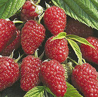 Малина Марастар