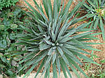 Юка нитчаста, Yucca filamentosa, 60 см, фото 3