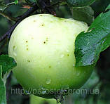 Яблуня Кальвіль Сніговий. (М106). Зимовий сорт., фото 2