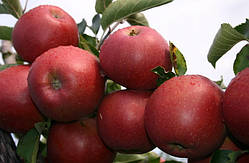 Яблуня Ред Джонапринц. (P14). Зимовий сорт. Однорічний